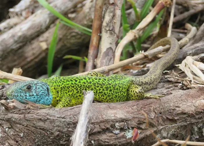 Сasa de vacaciones Luz Da Lúa - Casa Del Campo *