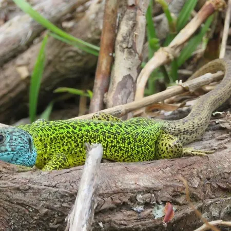 度假居 Luz Da Lua - Casa Del Campo *